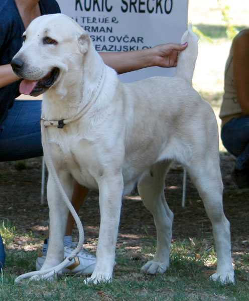 BALTA IZ RUSKOG IZVORA | Central Asian Shepherd Dog 