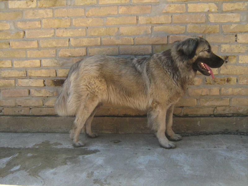 Aska od Rase Temerinca | Yugoslavian Shepherd Dog-Sarplaninac 