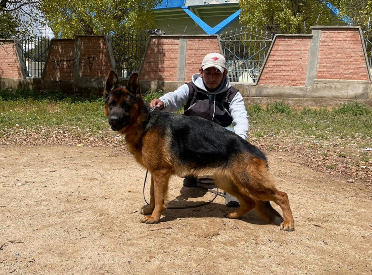 Venus von Cliza | German Shepherd Dog 