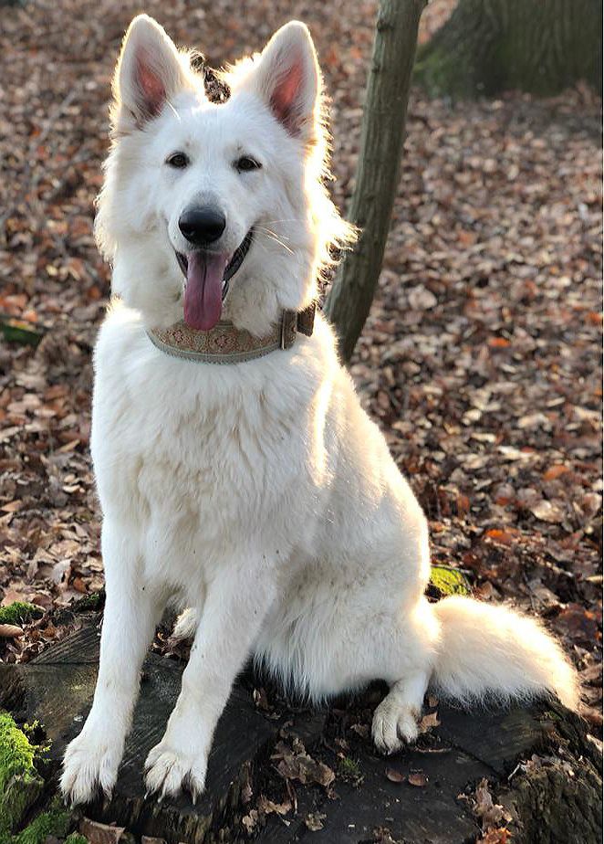 Shiva-Marie of Buscin's Love | White Swiss Shepherd Dog 