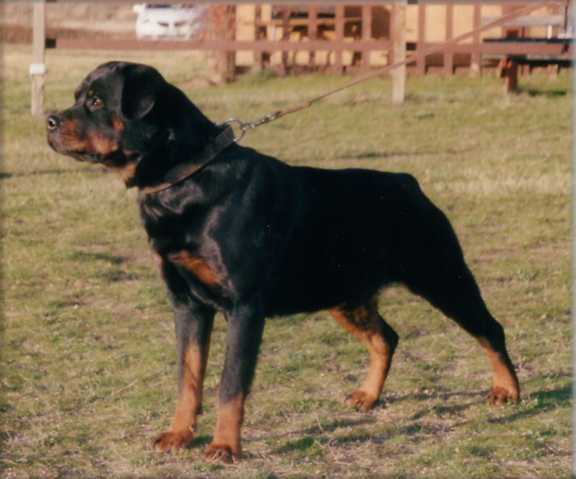 Jenecks Jackie | Rottweiler 