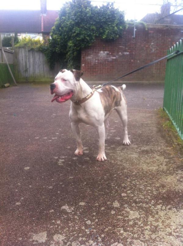 OTAC's Impact on War | American Bulldog 