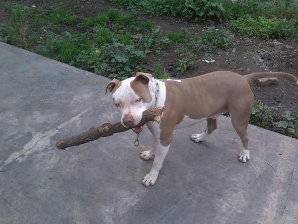 Cuco | American Pit Bull Terrier 
