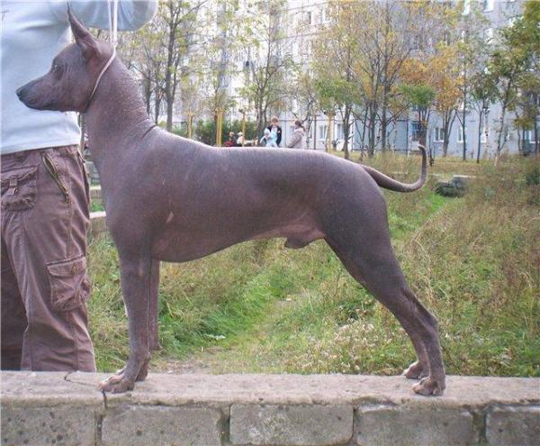 Zhigo S Sedogo Kaspiya | Xoloitzcuintli 