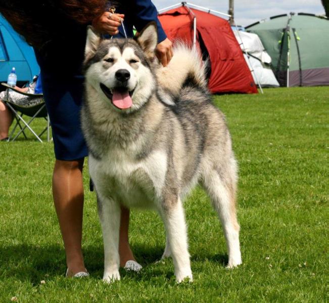 India Vlci severu | Alaskan Malamute 