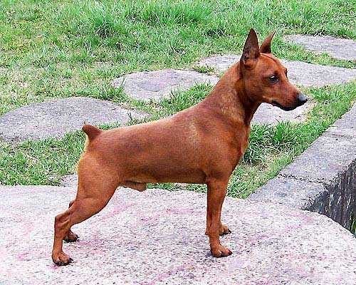 Aloiz Deli Zhaeva-Matti-Braun | Miniature Pinscher 