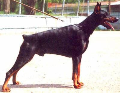 Jalu Ja'akov v. Diaspora | Black Doberman Pinscher