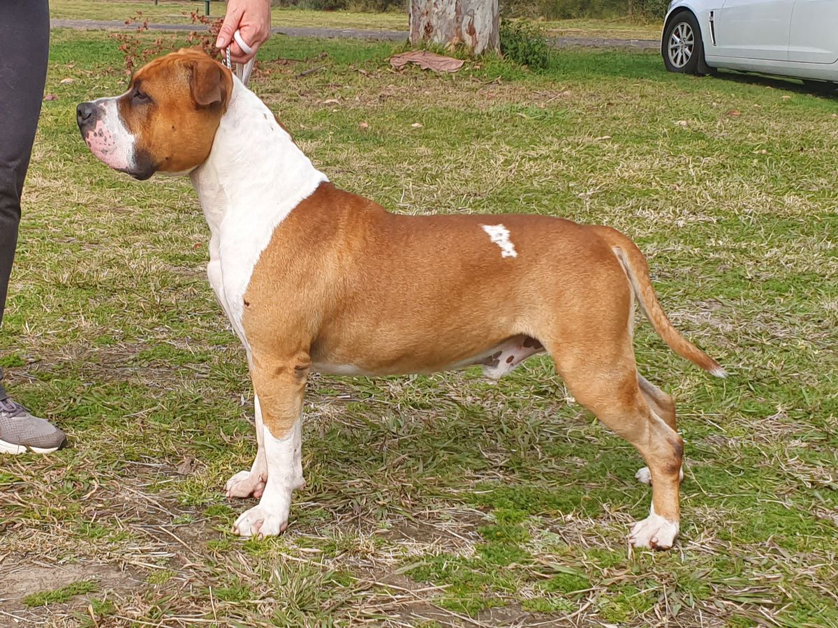 Amseraphs Royal Colors (AI) | American Staffordshire Terrier 