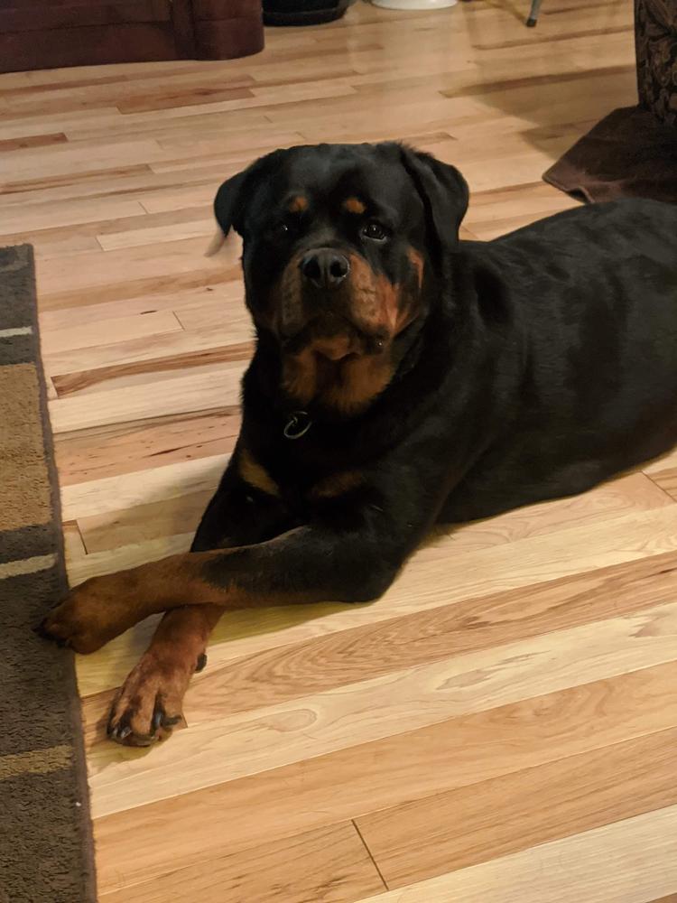 Cernys Nova | Rottweiler 