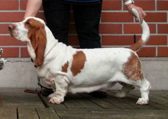 Basbuddy Fiona Fancy | Basset Hound 