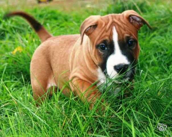 Éminence and class Early | American Staffordshire Terrier 