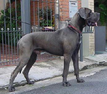 Clarence vom Iron Creek | Great Dane 
