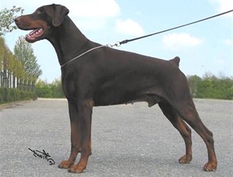 Xythos v.h. Wantishof | Brown Doberman Pinscher