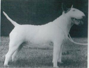 Bullyview gentle breeze | Bull Terrier 