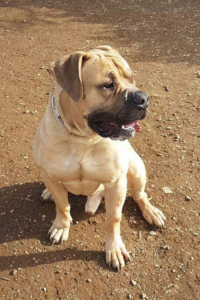 Bracco MB Bruno | African Boerboel 