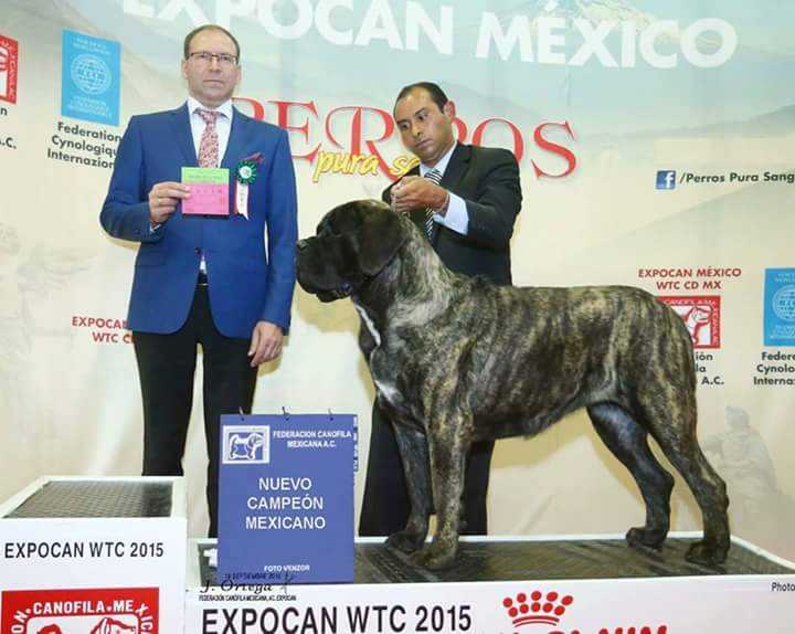 RB LUCERO (FLORES/SANTIAGO) | Mastiff 