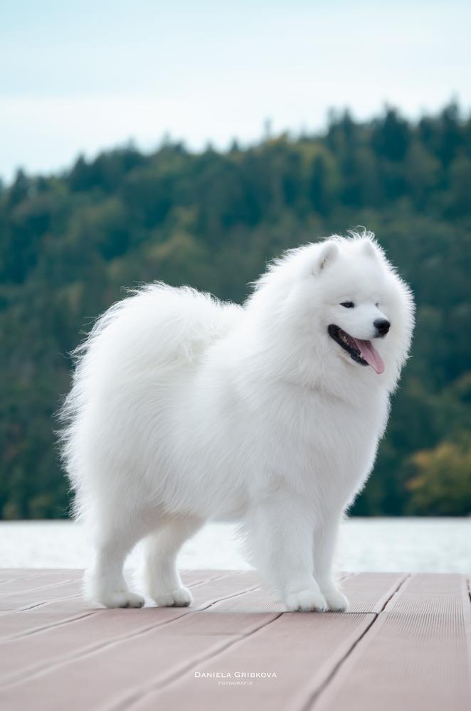 Enchanting Element Orleansnow | Samoyed 