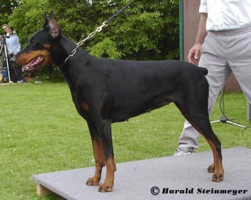 Alika v.d. Drachenburg | Black Doberman Pinscher