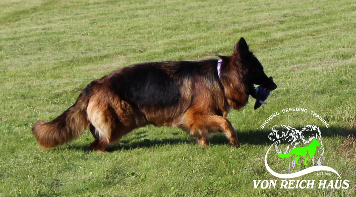 NESTI z Hipolitowa | German Shepherd Dog 