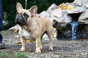 Frustyle Dear Lady Diana | French Bulldog 