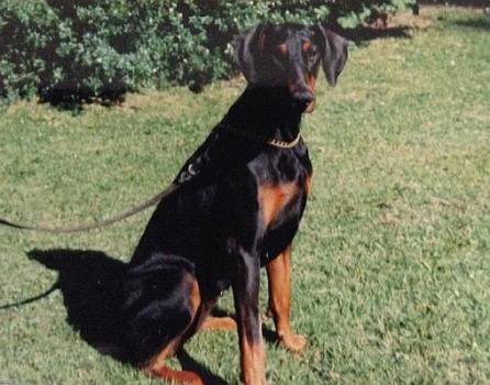 Judifax Nobi | Black Doberman Pinscher