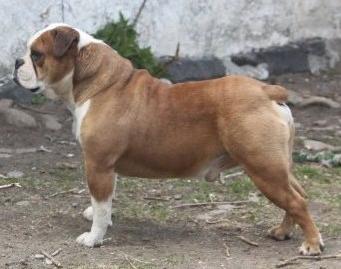 Nunley's Rocky Balboa | Olde English Bulldogge 