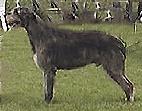 Stoneybrook kiowa della bassa pavese | Irish Wolfhound 
