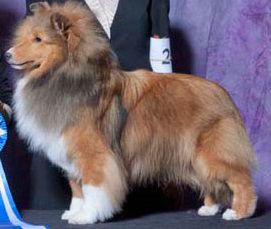 Jesstar Beloved | Shetland Sheepdog 