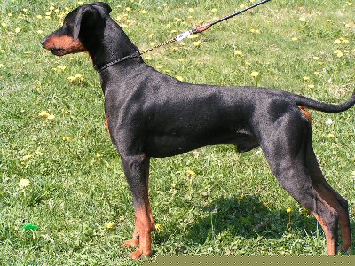 Lilla Enebys WAN ZEBULON | German Pinscher 