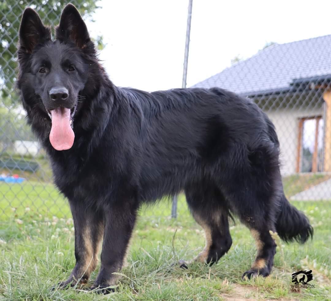Chiorny Diamant Violetta | German Shepherd Dog 