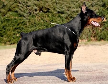 Gero v. Klingbach | Black Doberman Pinscher