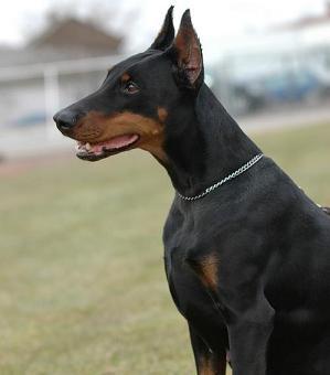 Queen v. Klingbach | Black Doberman Pinscher