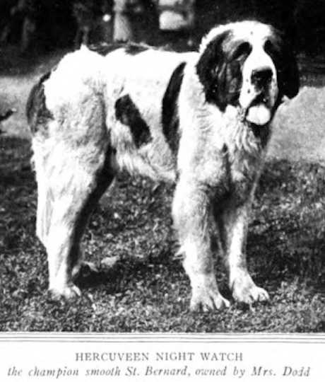 Hercuveen Night Watch | Saint Bernard 