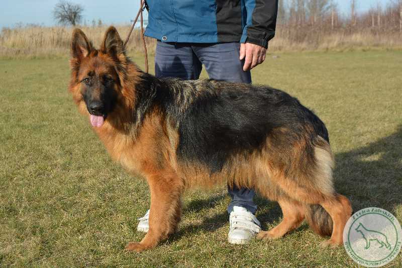 ASTI vom Haus Loska | German Shepherd Dog 