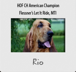 Flessner's Let it Ride | Bloodhound 