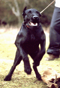 Brier von der Leidenschaft | Giant Schnauzer 