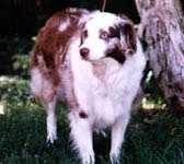 Wanna'be Axel Rose | Australian Shepherd 