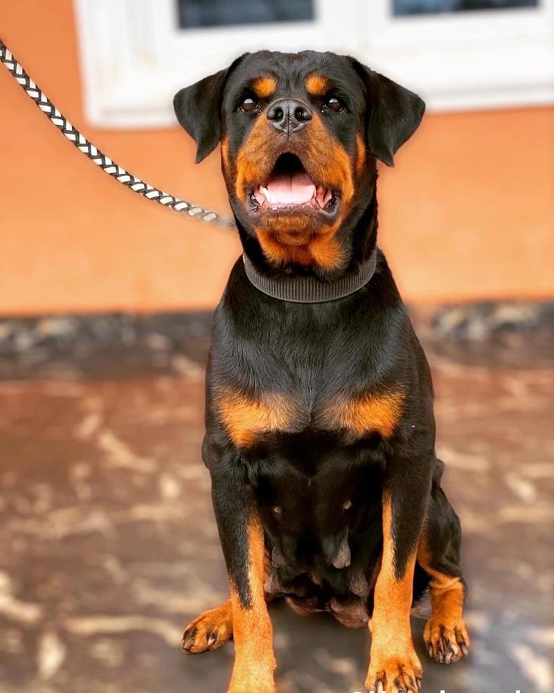 Alexia vom Zonar | Rottweiler 