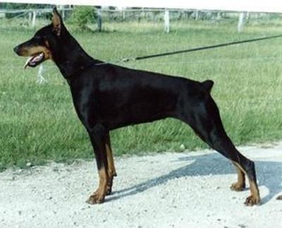 Honey-Hilary King of Darkness | Black Doberman Pinscher