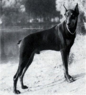 Axel v. Steinkippel | Black Doberman Pinscher
