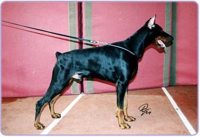 Kreizi Kaliostro | Brown Doberman Pinscher