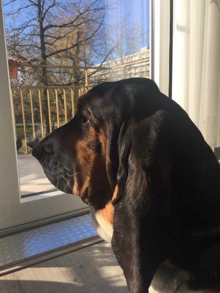 Hamlet van Hollandheim | Basset Hound 