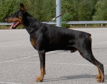 Jaro iz Zoosfery | Black Doberman Pinscher