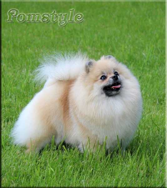 Trudy's Secert Mission At Pomstyle | Pomeranian 