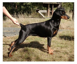 Kaitler HAGGITHS BLESSIN | German Pinscher 