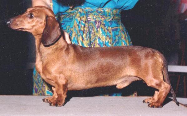 DUCHWOOD's FLINTSTONE - MS | Dachshund 