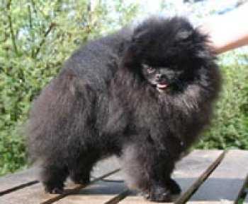 Lovely Giovanni | German Spitz 