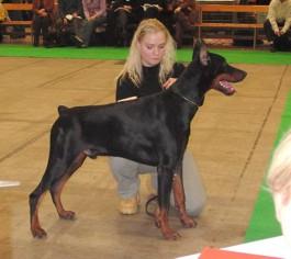 Vento Betelges | Black Doberman Pinscher