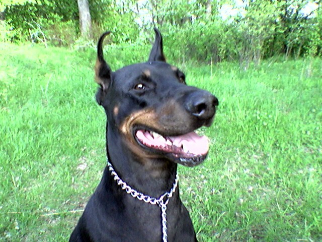 Terra Antyda Sani Arcydan | Black Doberman Pinscher