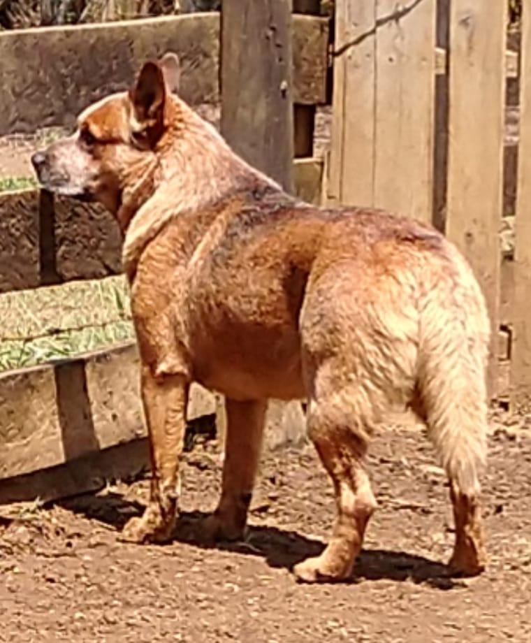 Australian Outback Love | Australian Cattle Dog 